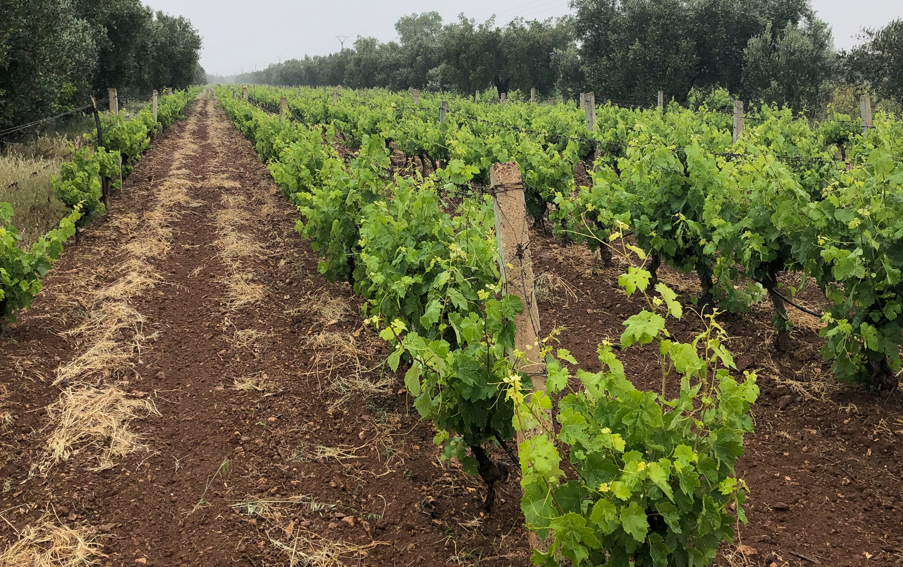 Producer : Domaine du Valley d’Argan, Morocco
