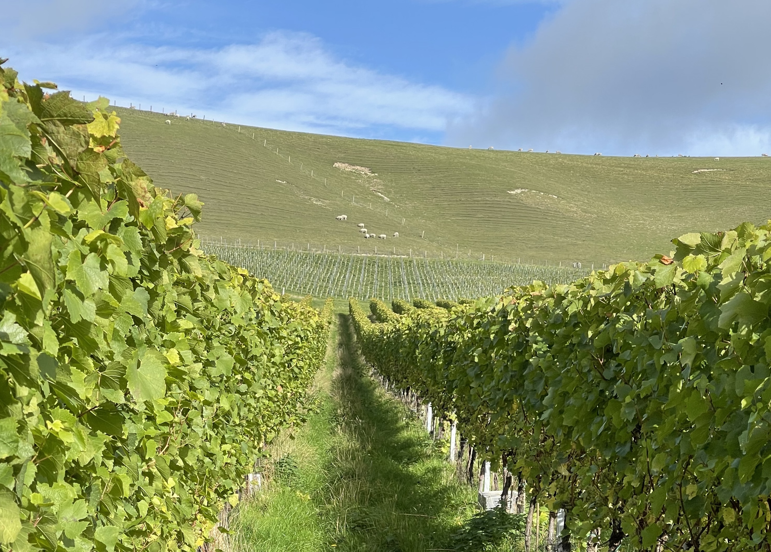 Producer : Bride Valley , England