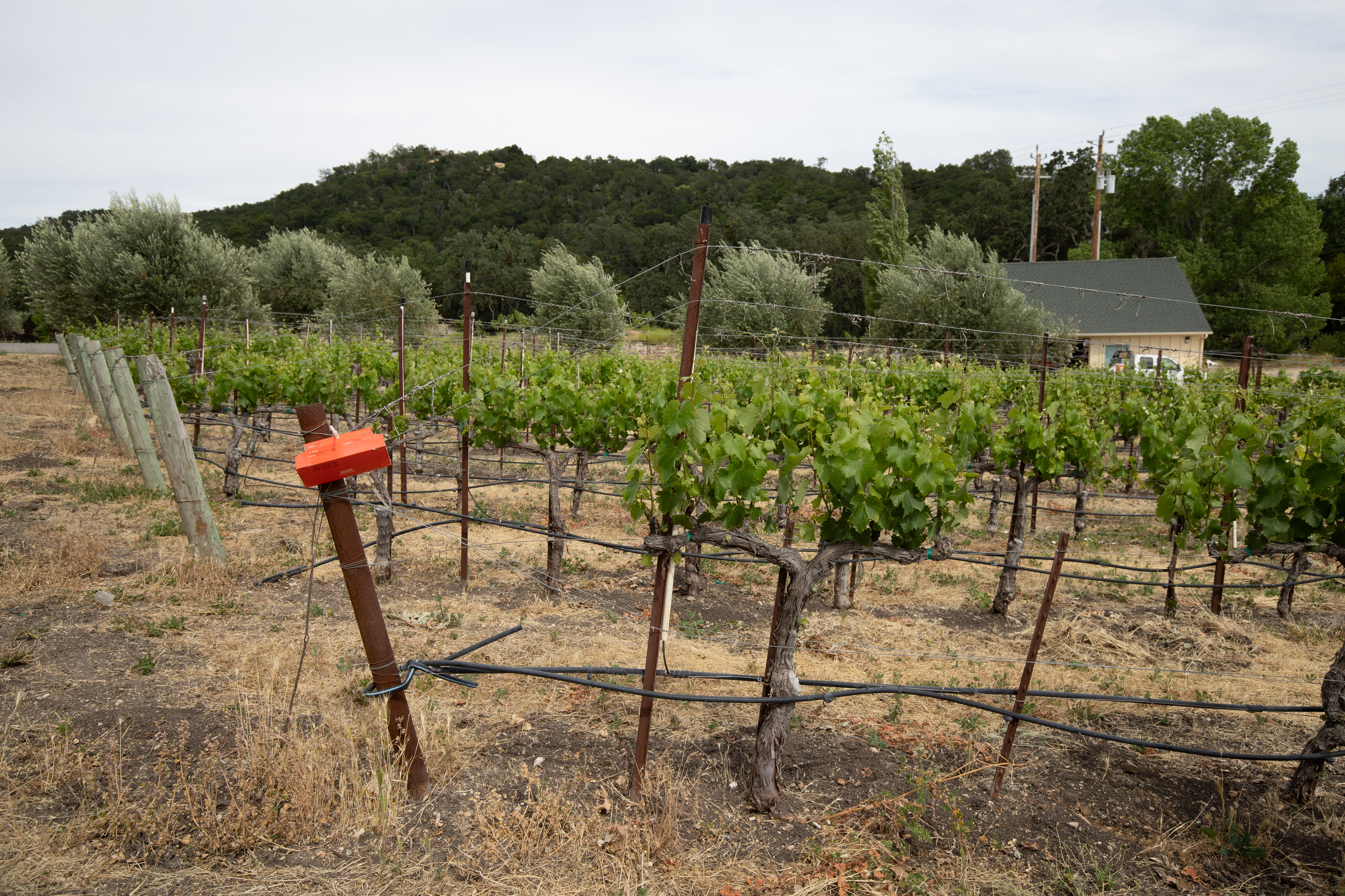Producer : Tablas Creek , Paso USA