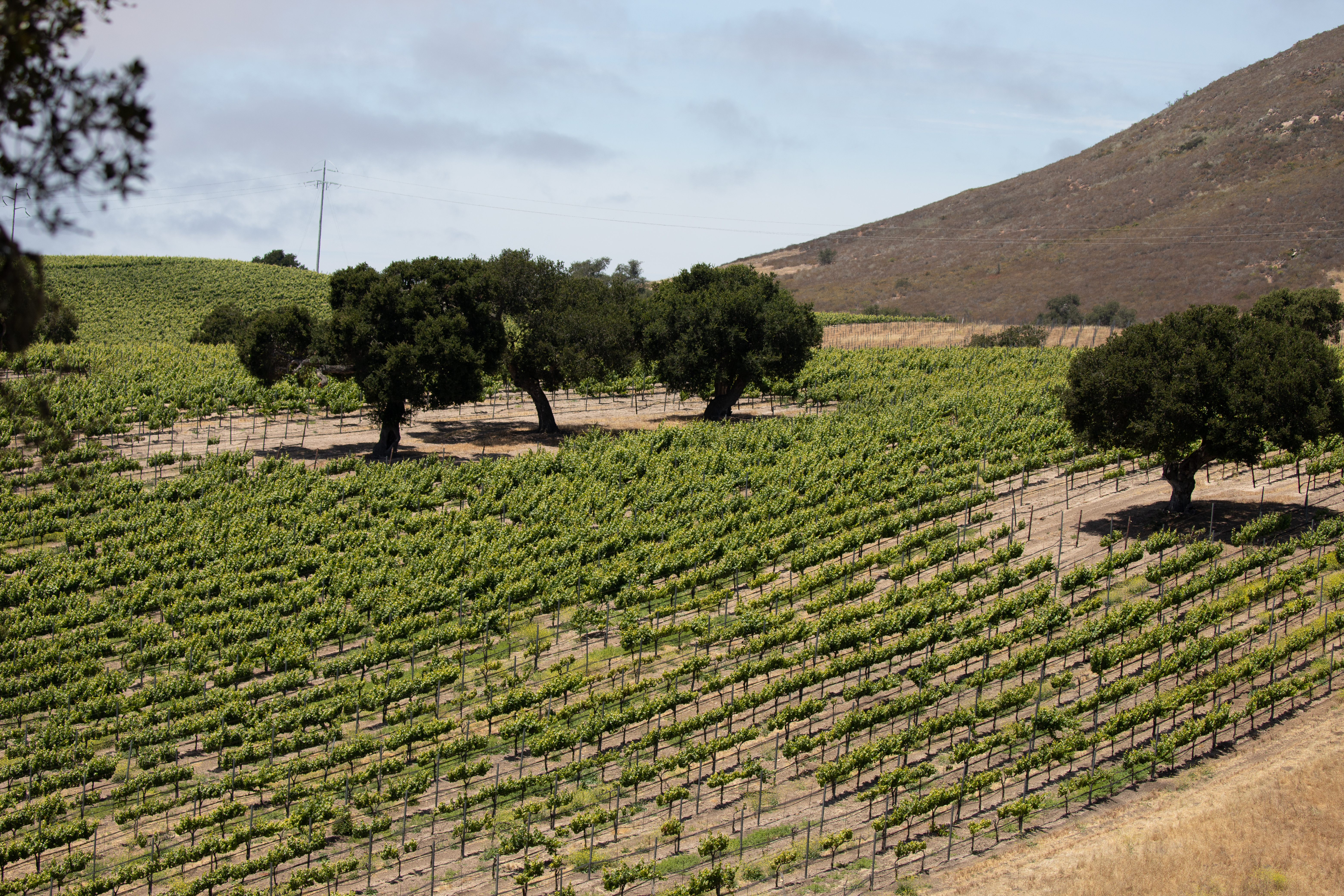 Producer : Letitia Vineyard , Paso USA