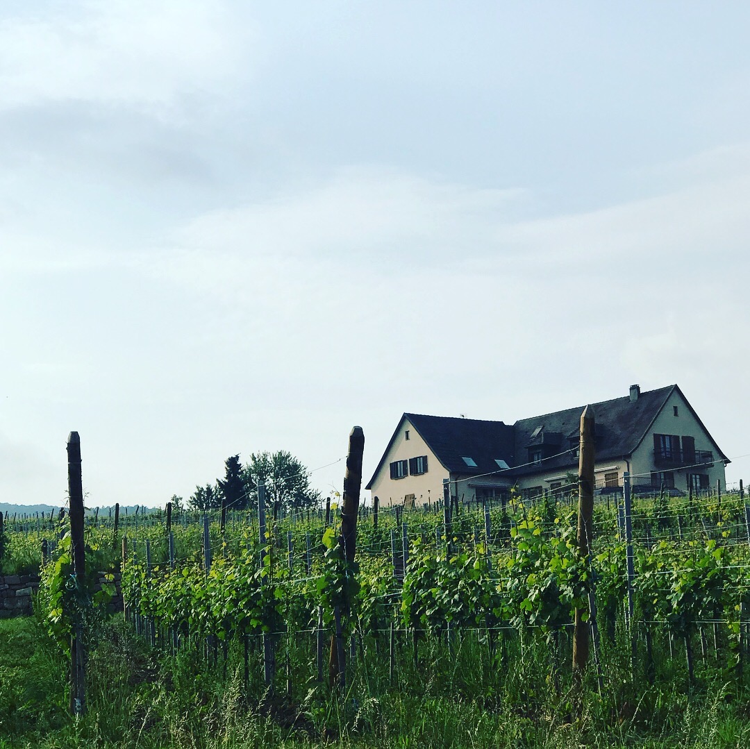 Producer : Marcel Deiss, Alsace FRANCE