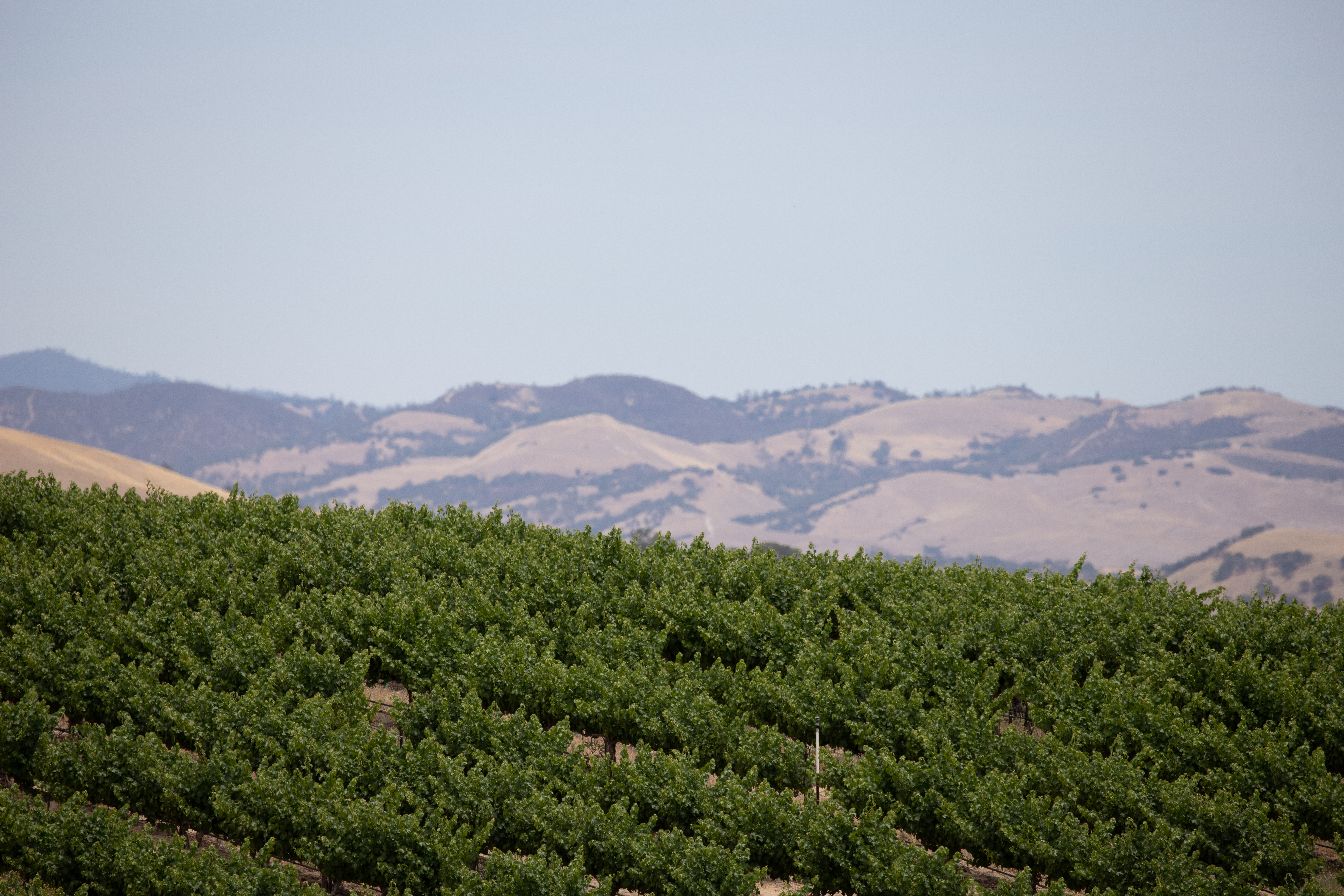 Vino Vargas –  Paso Robles